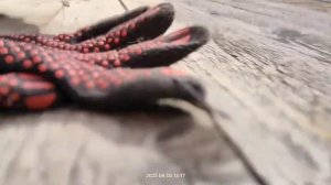 Какие щенки получились от метиса хаски и нем. овчарки? Родились 02.04.2023 | Шепски (метис хаски)