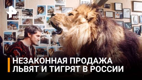 Черный рынок экзотических зверей: как продают львят и тигрят в России / РЕН Новости