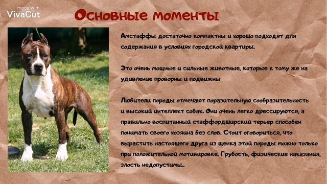 Американский стаффордширский терьер ( Амстафф)