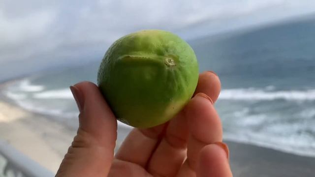 Живой зелёный суп с грецкими орехами смотреть онлайн