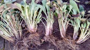 Эти цветы не боятся жары и засухи Из личного опыта