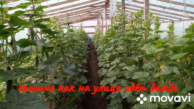 Огурец корнюшон в теплице, ардия бейо смотреть онлайн