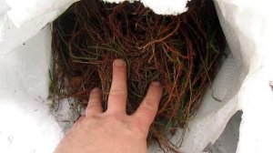 Хранение и применение мха зимой в постройке срубов