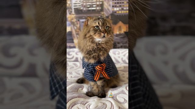 С Днём Победы!🎆😻🌟 #котики #деньпобеды #кот