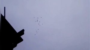 НИКОЛАЕВСКИЕ ГОЛУБИ СЕРГЕЙ. ЛИПЕЦКАЯ ОБЛ. БАРЯТИНО .23.06.2022.г.