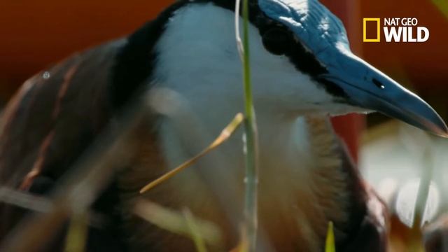 Якана. Птица - мутант или чудо природы? смотреть онлайн