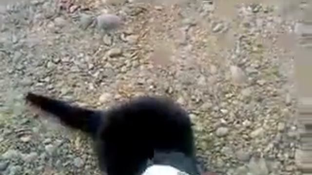 КОТ ТАКСИКОМАН)) смотреть онлайн