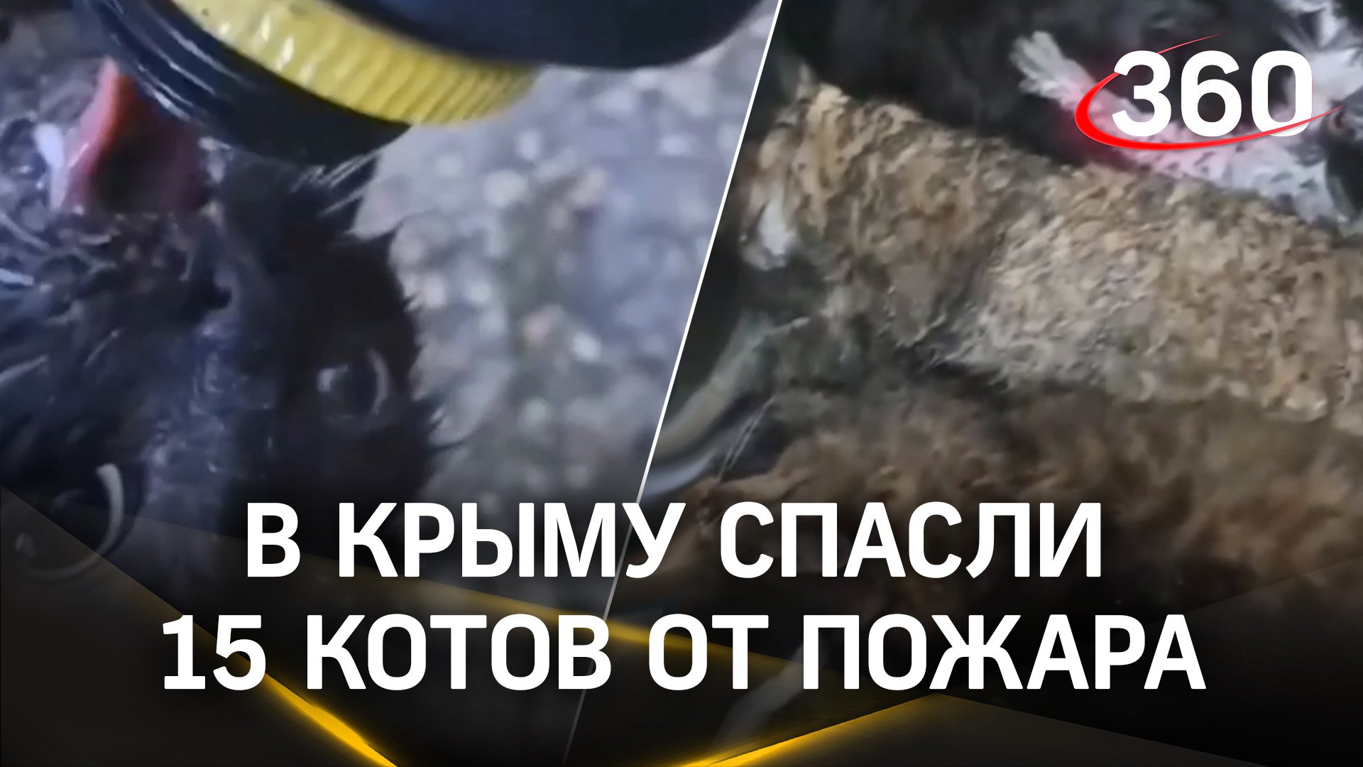 Спасли 15 котов: низкий поклон сотрудникам МЧС России в Симферополе!