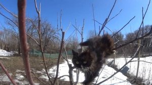 Весна, коты прилетели!