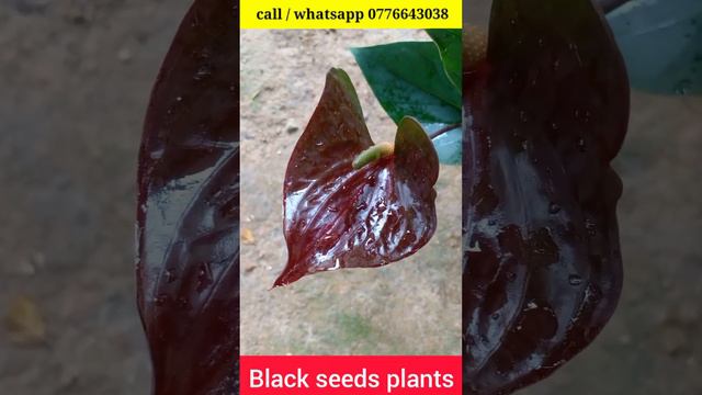 යක්කු  😍😍 | ඇට පැල  | beautiful anthurium | anthurium plant | anthurium wagawa