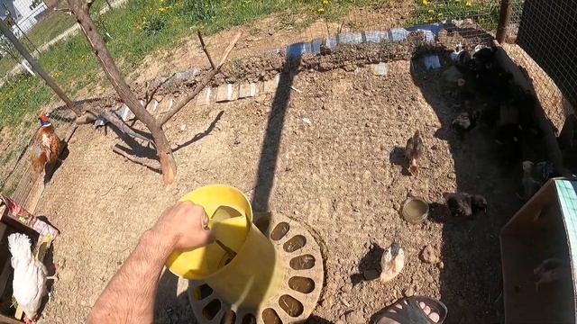 Вылупление в инкубаторе и первый выгул цыплят голошейки, бройлера, несушки.
