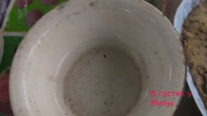 Киви.Выращивание Киви.growing kiwi at home.