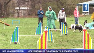 Собачьи соревнования