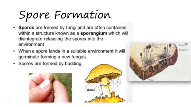 GRADE 7 SECOND QUARTER LESSON: ASEXUAL REPRODUCTION AND SEXUAL REPRODUCTION (LECTURE VIDEO) смотреть онлайн