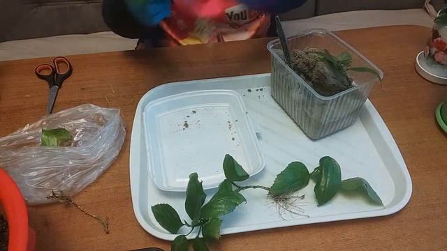 Черенкование и укоренение гибискуса. Простой метод. смотреть онлайн