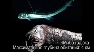 Топ 3 самых странных обитателя Марианской впадины / Кто обитает на глубине Марианской впадины?