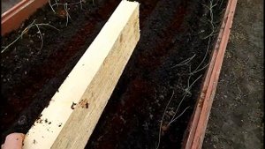 МОРКОВЬ Выращиваем в Сибири, от посадки до урожая Сибирская Мини Дачка
