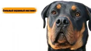 Ротвейлер объясняет свой характер