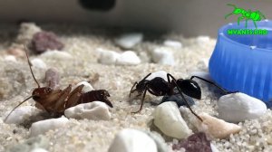 Обзор и содержание Myrmecia forficata с Австралии