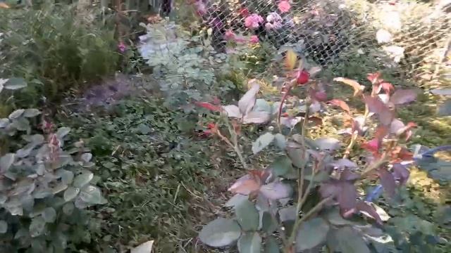 Клумба розарий передний план смотреть онлайн