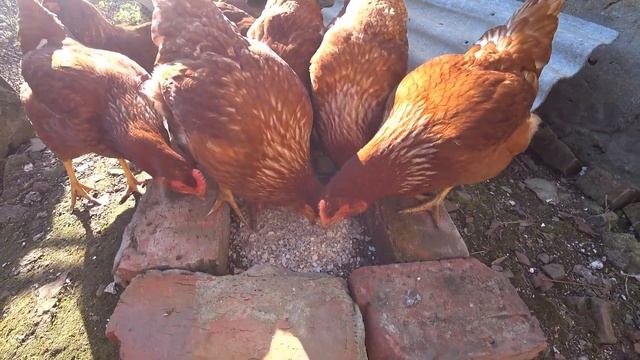 ракушка для куриц эконом вариант, Сами собираем Сами жарим сами мельчим проще некуда смотреть онлайн