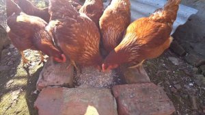 ракушка для куриц эконом вариант, Сами собираем Сами жарим сами мельчим проще некуда