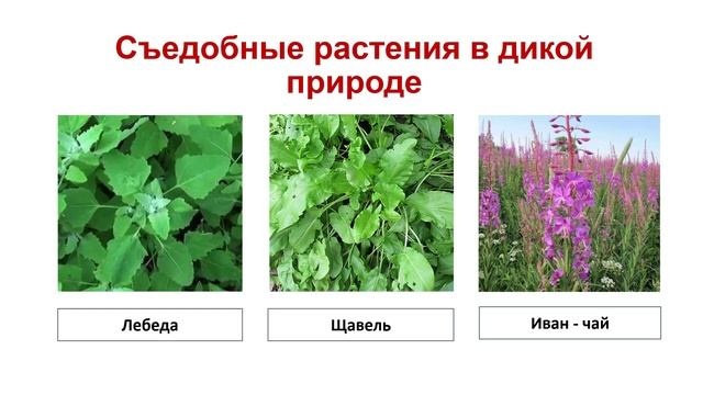 Выбери из списка дикорастущее растение