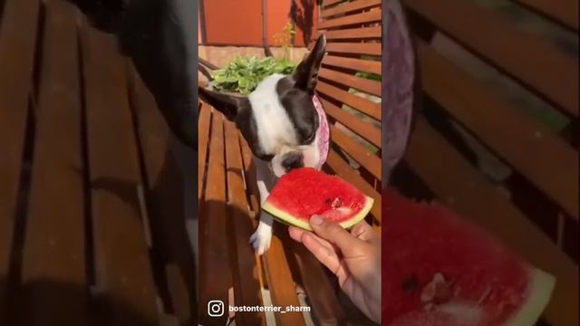 щенки бостон терьера купить в москве и московской области #bostonterrier #бостонтерьер #puppy