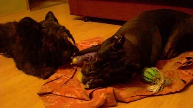 Фидель и Шериф -1 смотреть онлайн