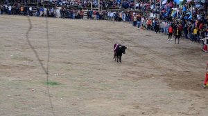 01 | CORRIDA DE TOROS | Festividad "Virgen De La Cancelaria"