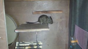 Дегу пищит.mp4