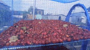 Интересная подвесная сетка-сушилка (с Озона). Сушим шиповник и боярку.