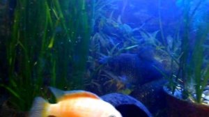 КАРАСИ и ЦИХЛИДЫ в одном аквариуме.(временное заселение)