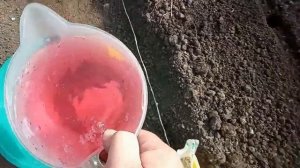 Лучший, суперурожайный томат для Сибири. Воловье сердце МИНУСИНСКОЕ от А до Я посадка, уход.Часть 2