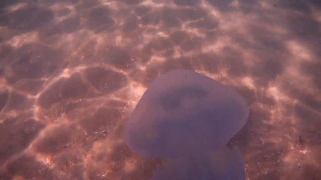 Медузы Чёрного моря. Пляжи Анапы на закате. Jellyfish of the Black sea. Anapa beaches at sunset.