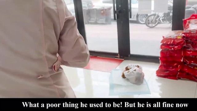 Sick Ragdoll Kitten Abandoned By Owner Cried When Embraced By Human Again смотреть онлайн