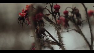 Canon 600D Helios 44-2 Video Test