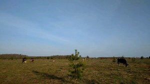 Жаворонок в поле поет в вышине!