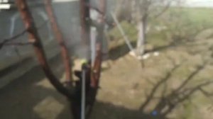 Обработка винограда , и плодовых деревьев медным купоросом .Корневая подкормка удобрениями .