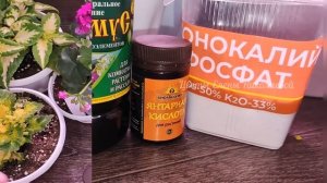 ГЕРАНЬ Завалит Вас ЦВЕТЕНИЕМ! Даже Молодой Черенок Герани зацветет пышно и красиво, проверено 100%!