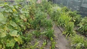 ВЫВОД УТЯТ В ИНКУБАТОРЕ, как вывести утят в инкубаторе? МУСКУСНЫЕ УТЯТА И НЕ ТОЛЬКО. ОБЗОР ХОЗЯЙСТВ