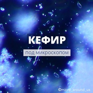 Кефир под микроскопом