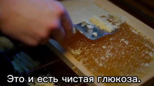 Мёд подсолнуха польза