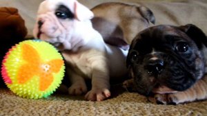 щенки французского бульдога 3 недели. french bulldog puppies 3 weeks old.