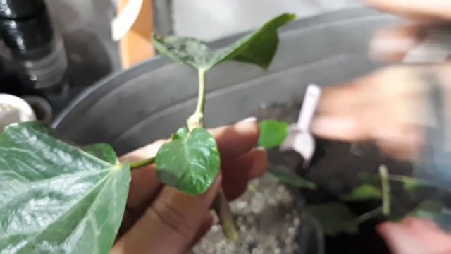 Черенкование СОРТОВЫХ ГИБИСКУСОВ. Разные варианты.