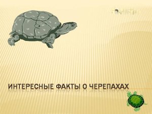 Интересные факты о черепахах