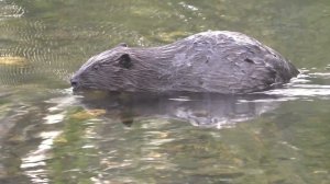 156 Серия Бобр, Иван Заметил Плывущего Бобра, он Срезал по берегу и выплыл рядом Нас Бобр не учуял