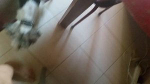 Собака лижет Катью 😋😋😋