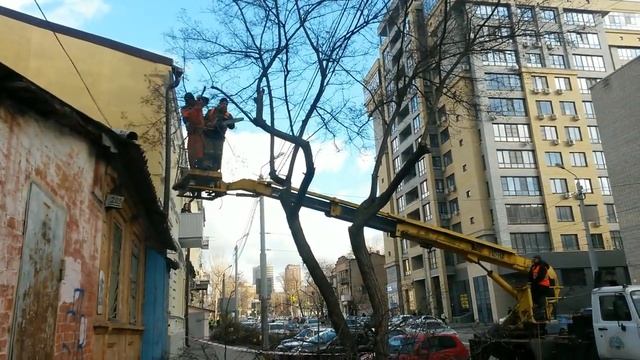 Как они понимают какие ветки пилить? Глубокая обрезка вместо санитарной