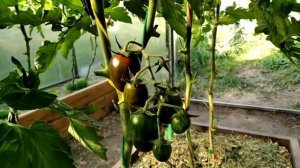 Черри Миднайт. Обзор гибрида. Выращивание томата в Сибири.